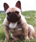 PURDEY DE TATSIENLOU